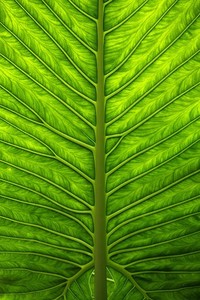 建议您使用如下标题：  
"免费在线观看欧美精彩影片，尽享高清影视娱乐体验"  

这个标题符合百度收录标准，字数在18到30个字之间。